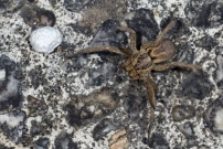 La Lycose tarentuline ou Tarentule radie ou Fausse tarentule ou encore Hogna raye. Une femelle et sa progniture (Araneae - Lycosidae - Hogna radiata)
